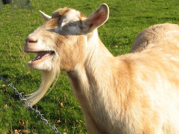 goat sex photo: Goat goat.jpg