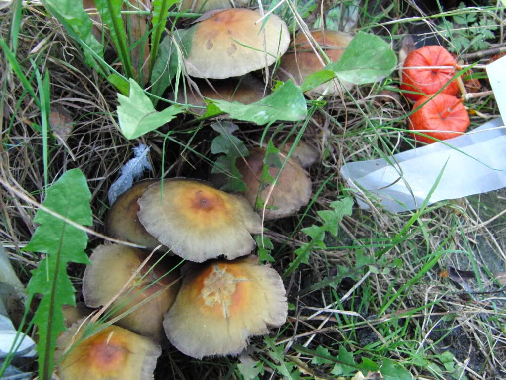 mushrooms ore toadstools Pictures, Images and Photos
