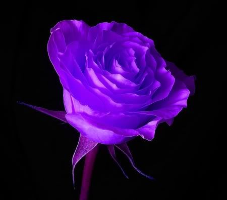 purple rose