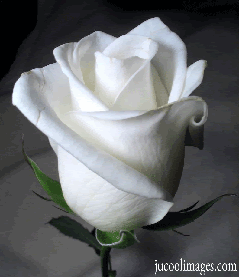 flowers myspace orkut friendster comments