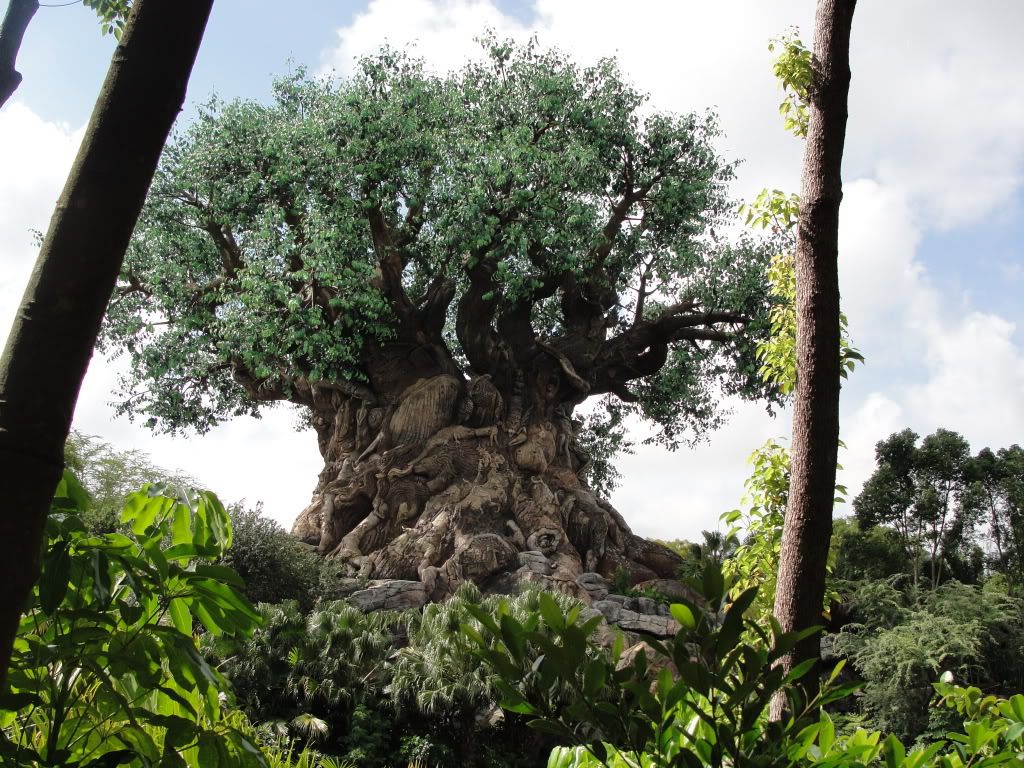 Animal Kingdom landmark: the Tree of Life Pictures, Images and Photos