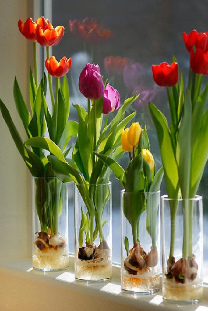 2 cách trồng hoa tulips vô cùng độc đáo