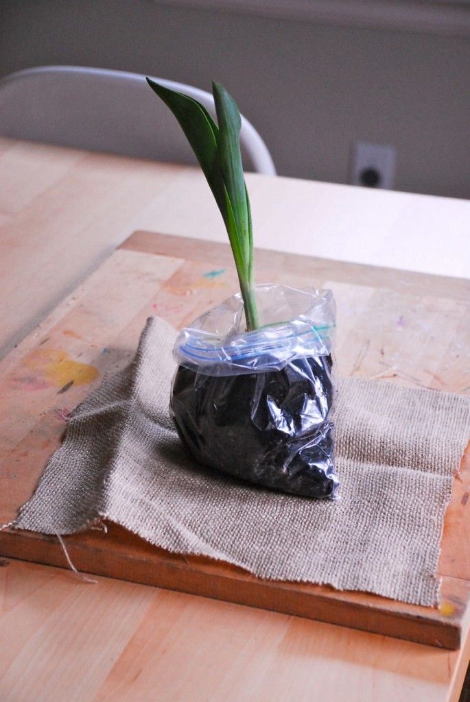 2 cách trồng hoa tulips vô cùng độc đáo