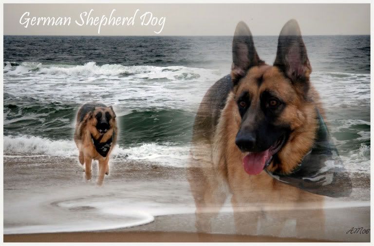 german shepherd wallpaper. Pictures German Shepherd