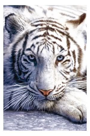 lgpp30282blue-eyes-white-fur-tiger-.jpg