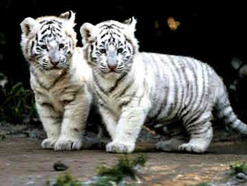 white-tiger-0001.jpg