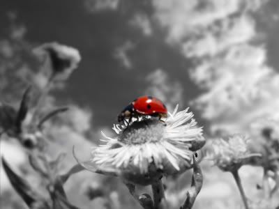 colorsplash photo: Colorsplash Ladybug ladybug.jpg
