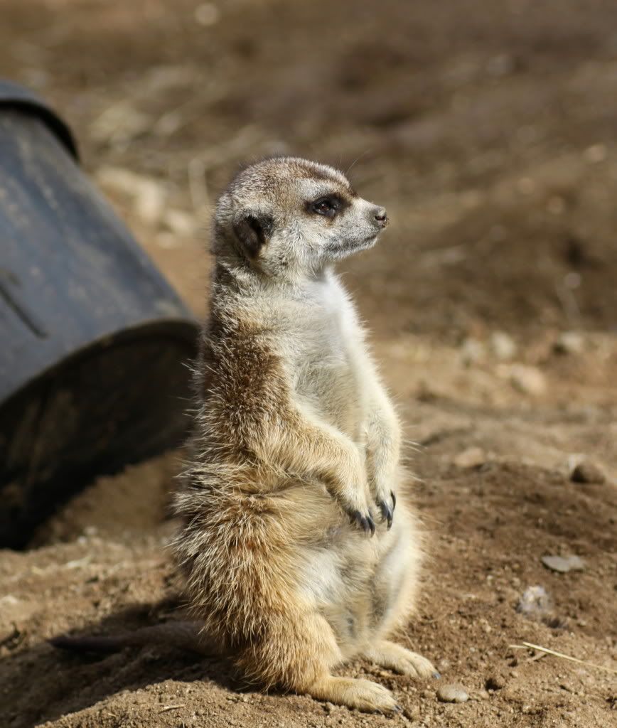 IMAGE: http://i793.photobucket.com/albums/yy220/alissa190/2009_11_11_1176.jpg