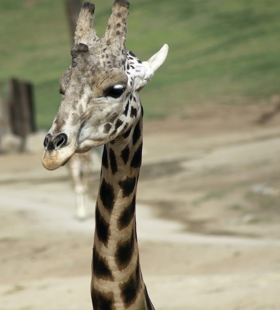 IMAGE: http://i793.photobucket.com/albums/yy220/alissa190/2009_11_11_1411.jpg