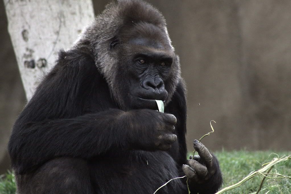 IMAGE: http://i793.photobucket.com/albums/yy220/alissa190/2009_11_11_1559.jpg