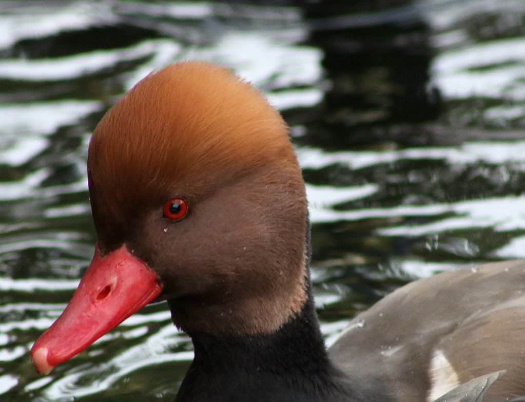 IMAGE: http://i793.photobucket.com/albums/yy220/alissa190/2009_11_11_1670.jpg