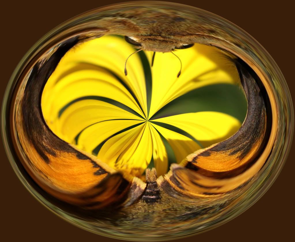 IMAGE: http://i793.photobucket.com/albums/yy220/alissa190/2009_11_15_2372-1.jpg