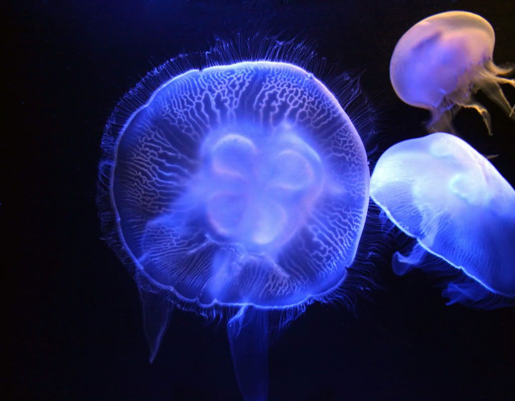 IMAGE: http://i793.photobucket.com/albums/yy220/alissa190/2010_01_16_9999_16.jpg