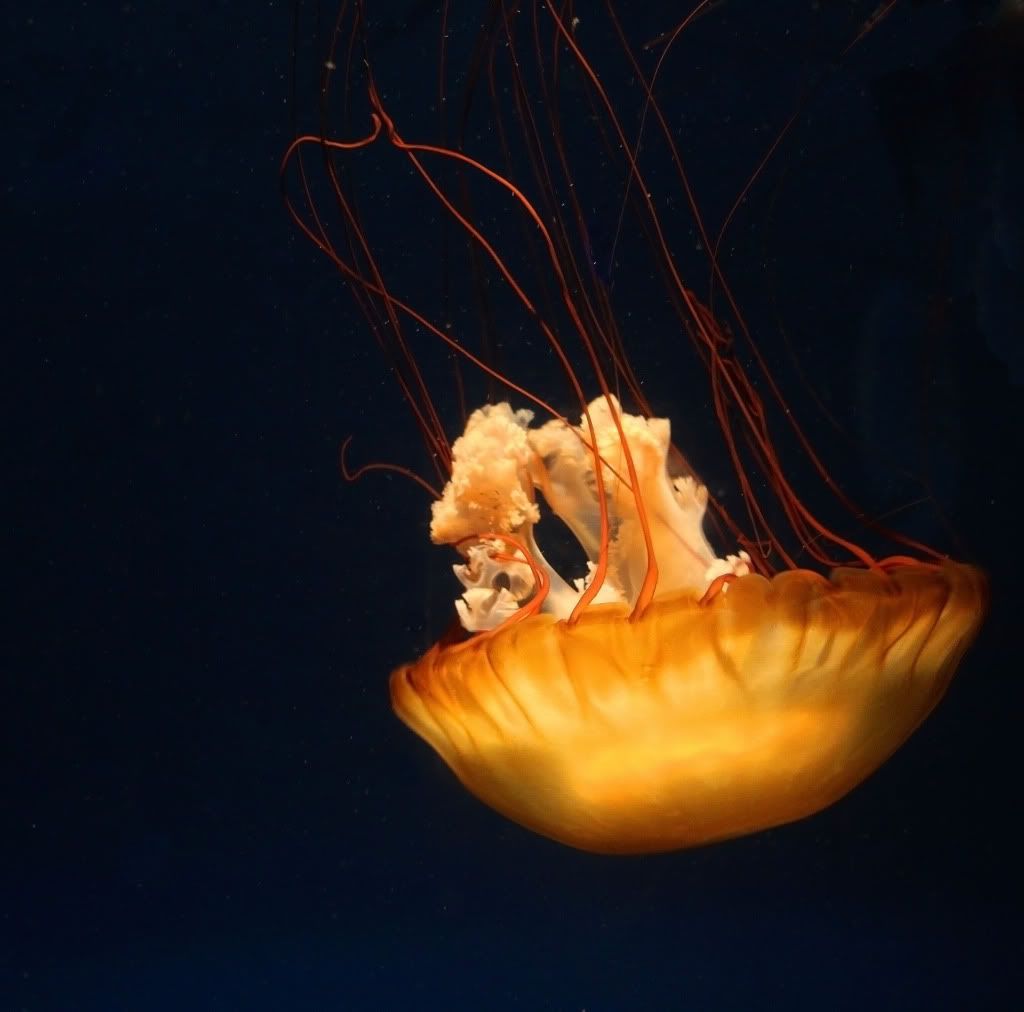 IMAGE: http://i793.photobucket.com/albums/yy220/alissa190/2010_01_16_9999_24.jpg