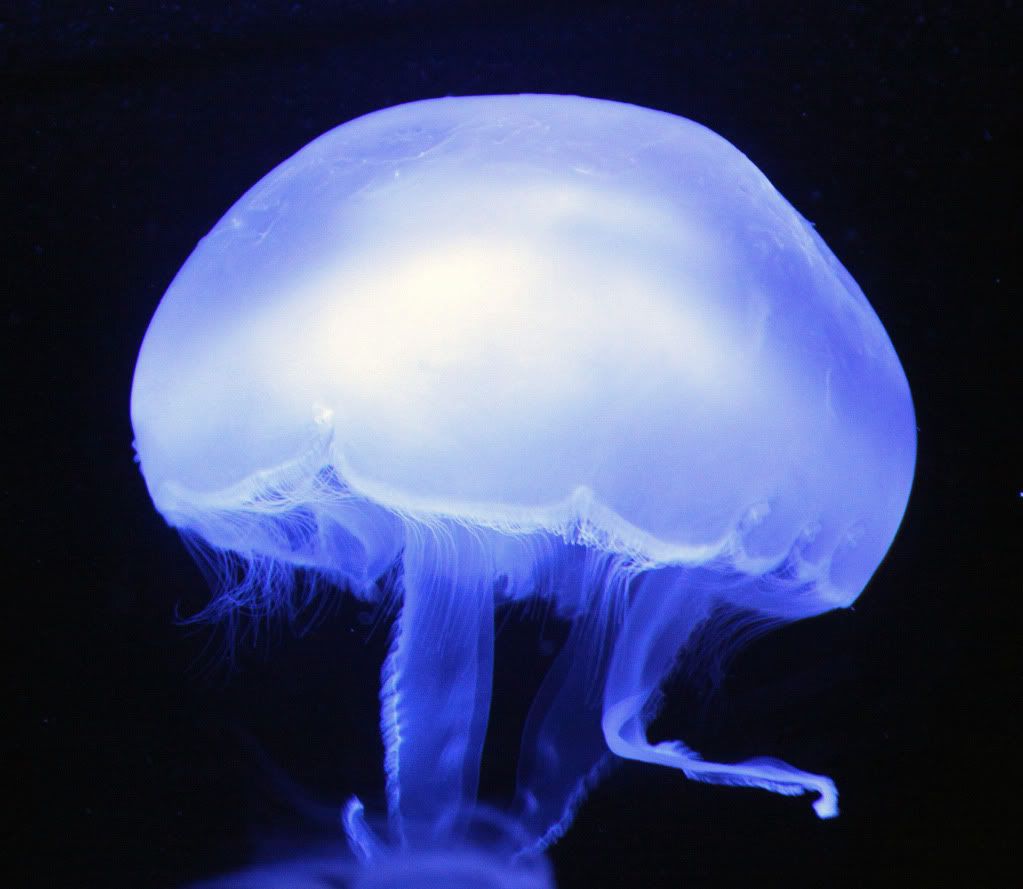 IMAGE: http://i793.photobucket.com/albums/yy220/alissa190/2010_01_16_9999_254.jpg