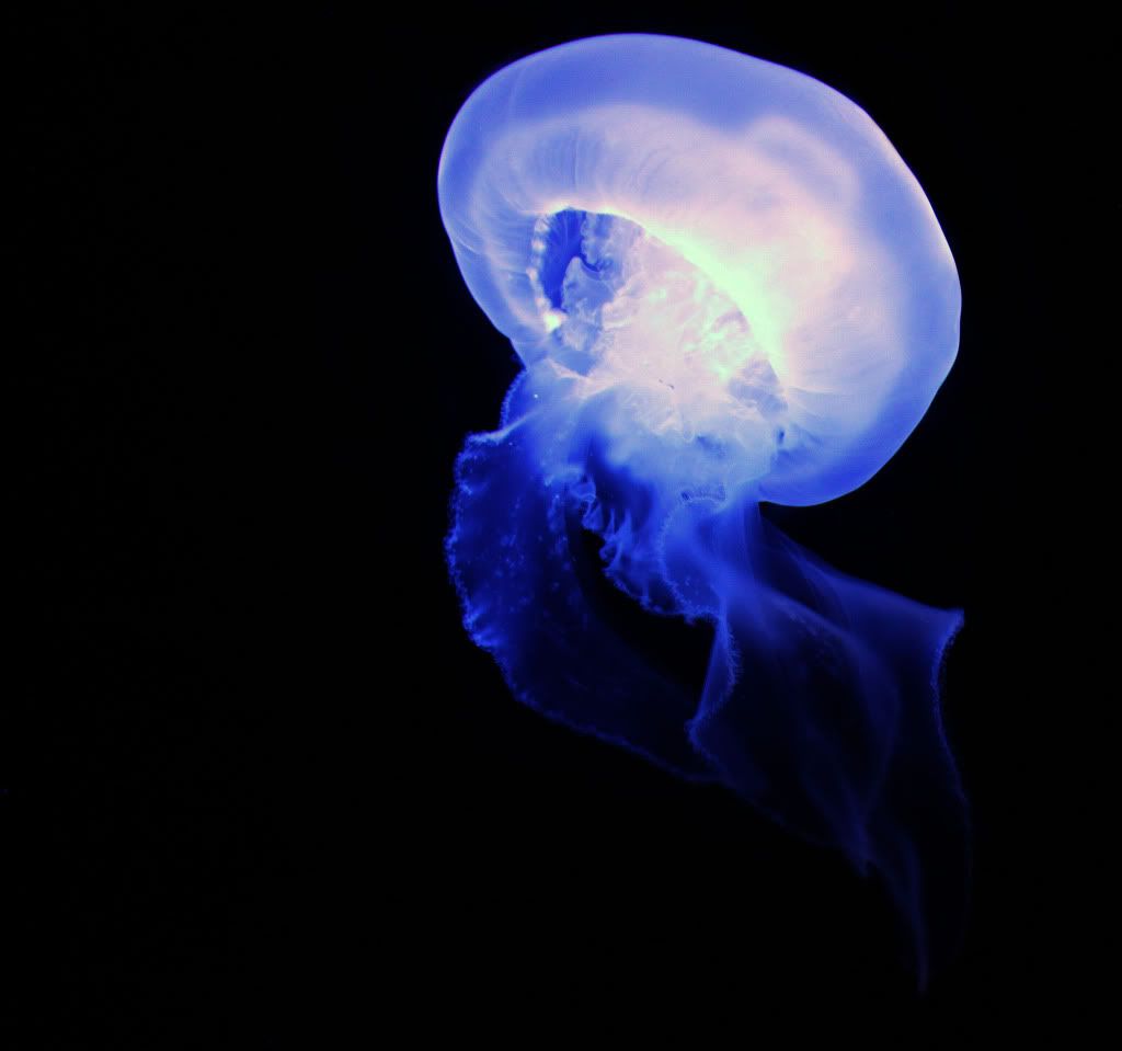 IMAGE: http://i793.photobucket.com/albums/yy220/alissa190/2010_01_16_9999_301.jpg