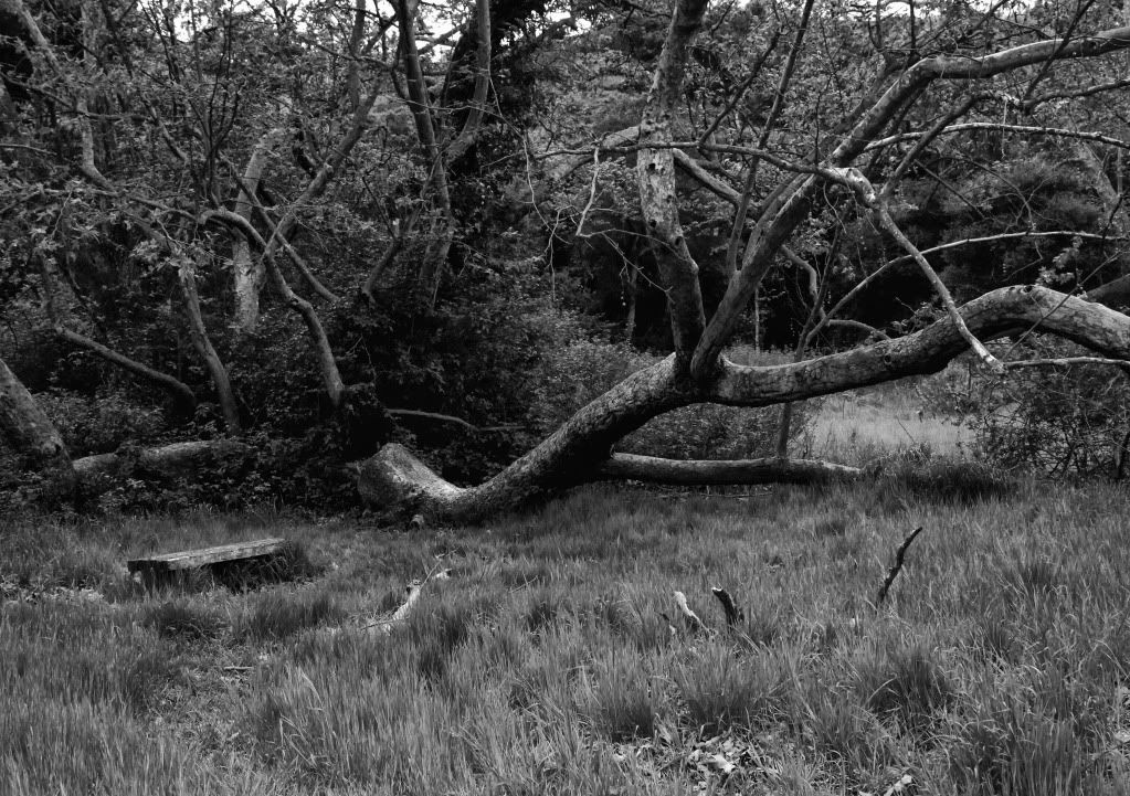 IMAGE: http://i793.photobucket.com/albums/yy220/alissa190/2010_03_21_9999_851.jpg