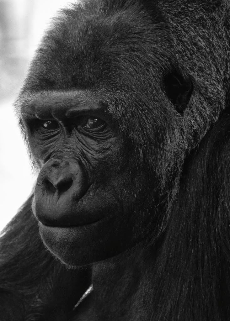 IMAGE: http://i793.photobucket.com/albums/yy220/alissa190/2010_03_27_9999_1271.jpg