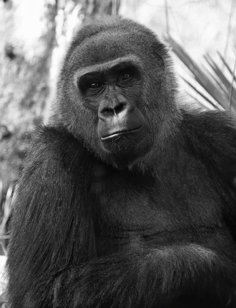 IMAGE: http://i793.photobucket.com/albums/yy220/alissa190/2010_03_27_9999_134.jpg