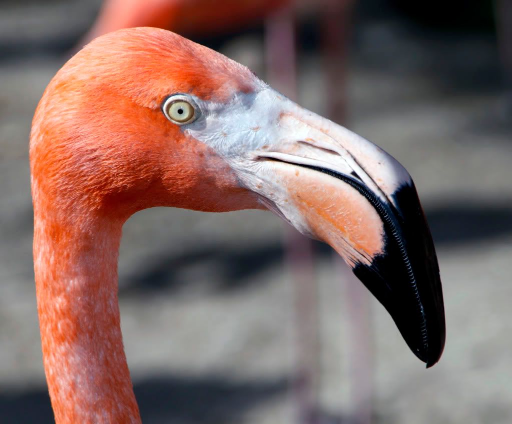 IMAGE: http://i793.photobucket.com/albums/yy220/alissa190/2010_03_27_9999_158.jpg