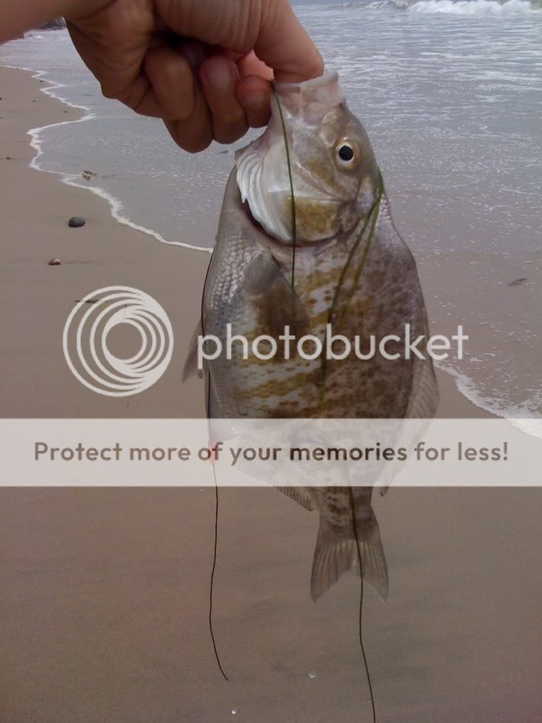 (OT)--Surf Fishing in SoCal (Malibu/Zuma beach)-to cool some of you off ...